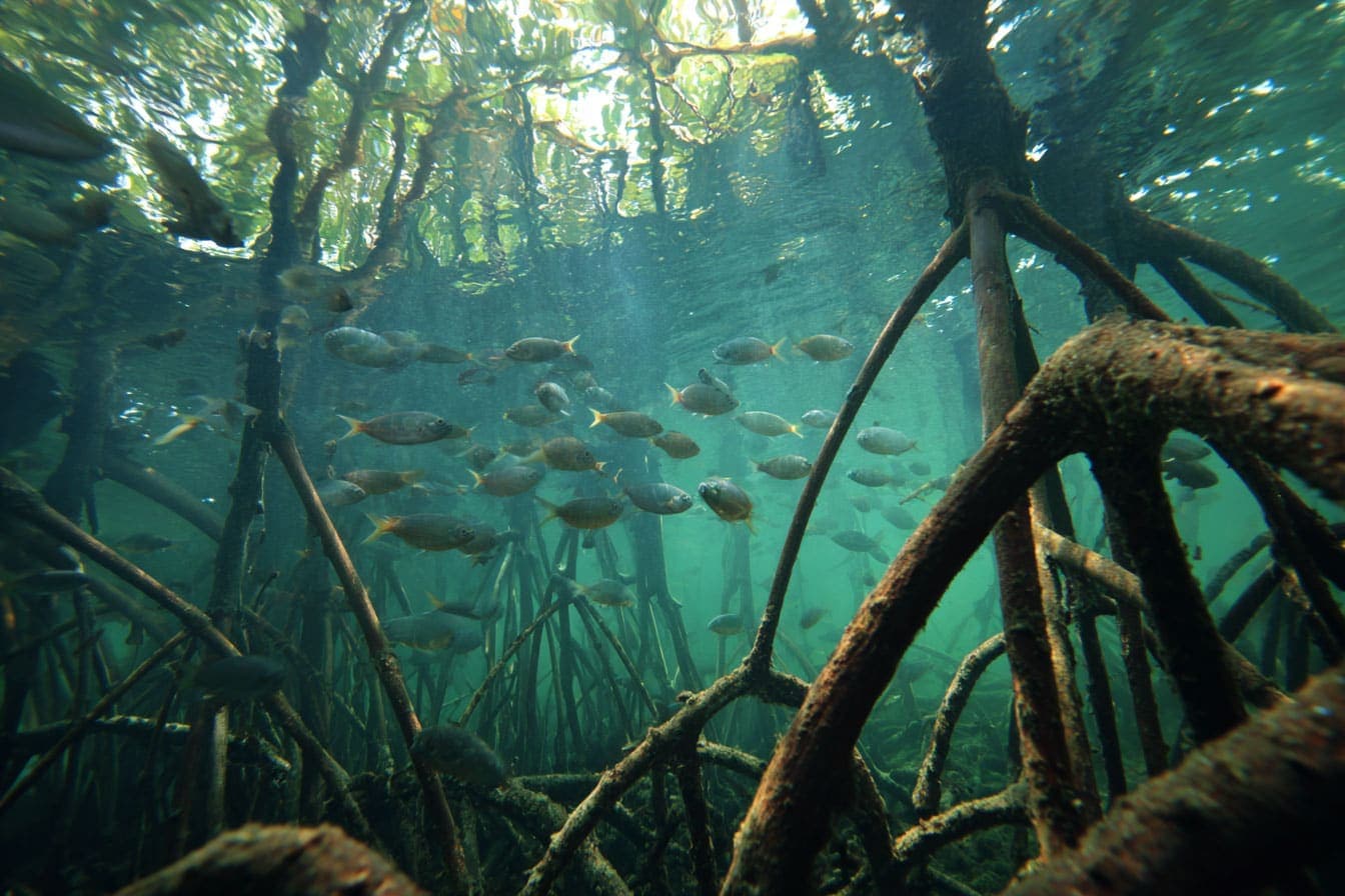Blue Carbon Economics: How Mangroves Became Ocean Gold