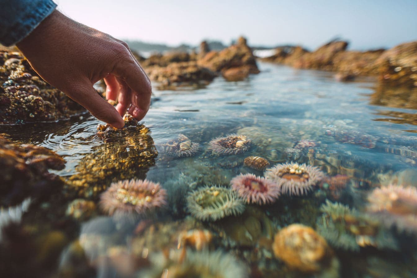 How to Explore Tide Pools Without Harming Them